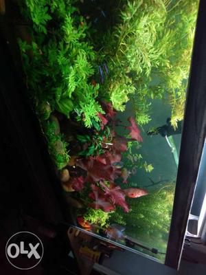 Planted tank with 6 discus and more than 80
