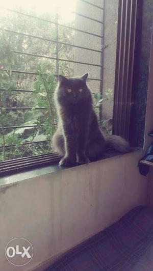 Plz need female Persian cat for mating