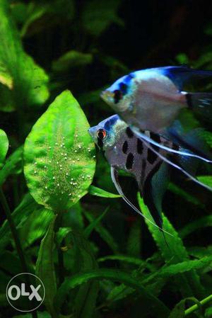 Proven Blue Angel fish pairs