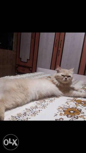 Punch face male persian cat. 2 years old. Proven
