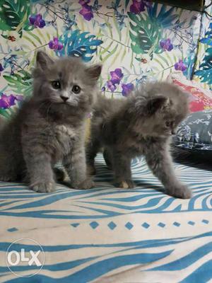 Punch face persian cats.. 1 and hlf month old...
