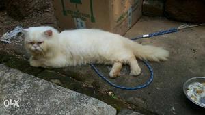 Punch face white male cat for matting