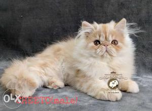 Pure CFA bloodline male Persian kitten available