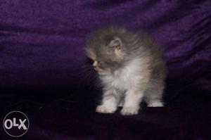 Pure breed kitten available