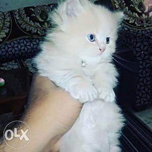 Pure persian cat breed Triple coated Almost 2