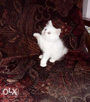 Pure persian kitten female.. 2months old..