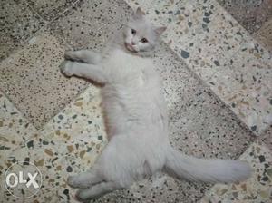 Pure white Persian with odd eyed, perfectly