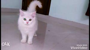 Pure white female persian kitten,heavy hairs