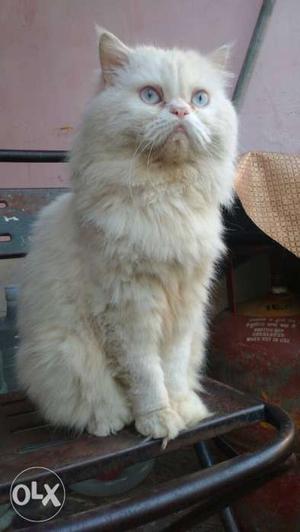 Pure white male Persian cat for mating