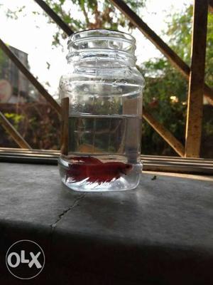 Quality betta for sale at 30rs pc