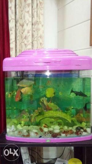 Rectangular Pink Plastic Framed Fish Tank