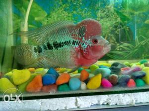 Red And Gray Cichlid Flower Horn