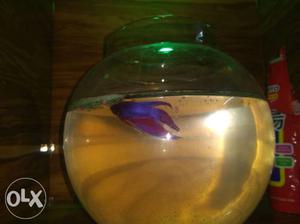 Red And Purple Betta Fish