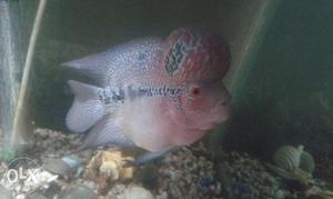 Red, Black, And White Flowerhorn