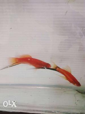 Red Sword Fish Pair