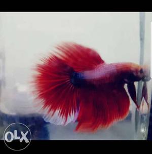 Red Tail Aggressive Betta contact me through