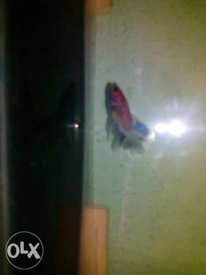 Red, White and blue mixed male betta fish