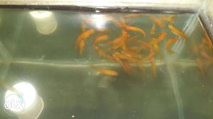 Red color swardtel fish for sell 15 Rs per pics