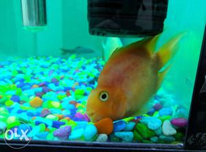 Red parot fish.1year old. 4-5"