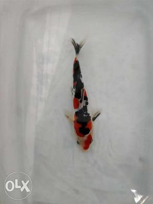 Scaleless koi carp for sale. shipping possible,