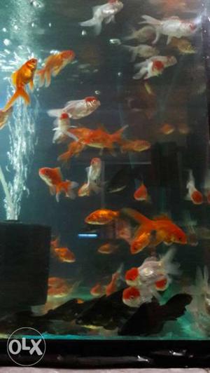 School Of Orange And White Fish
