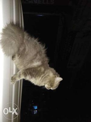 Semi pucnhe male percian cat for sale