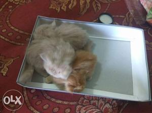 Semi punch Persian kittens for sale in Yelahanka