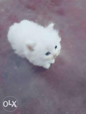 Semi punch persian female cat with blue eyes excellent breed
