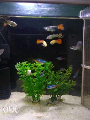 Shoal Of Pet Guppy Fishes