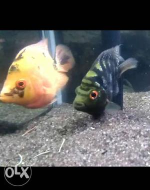 Short body flowerhorn fish breeding pair