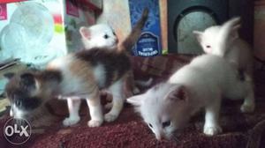 Short-coated White, Brown, And Orange Kittens
