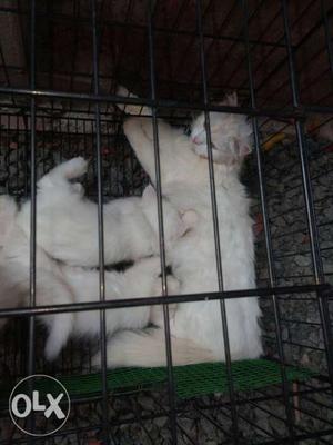 Short-fur White Cat With Kittens