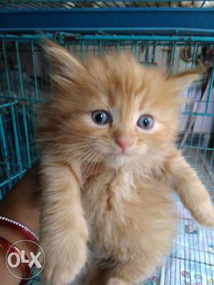 Show quality Persian kittens available for sale