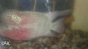 Silver And Red Cichlid Flowerhorn