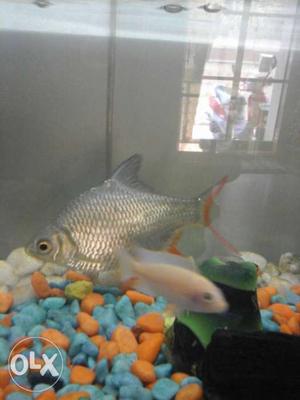 Silver Pin Aquarium Fish