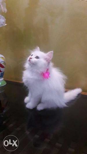 Snow white Persian kittens available in delhi