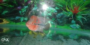 Srd Flower Horn fish. 4inch male fish