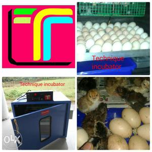 Technique egg incubator