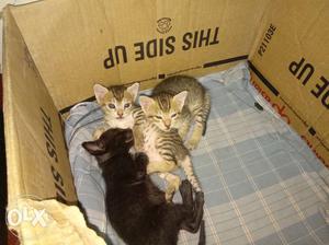 Three 45 days cute kittens
