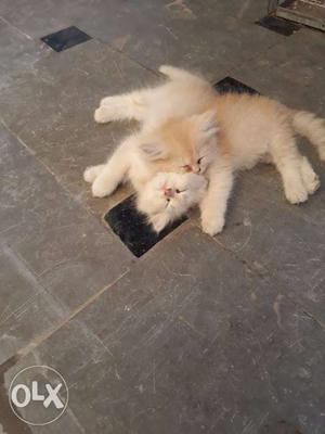 Two Beige Persian Kittens