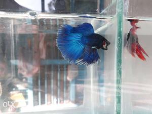Two Blue And Red Full-moon Betta Fishes