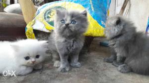 Two Grey And White Persian Kittens