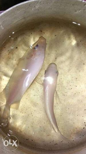 Two White Aquarium Fishes
