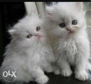 Two White Persian Kittens