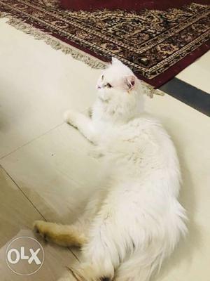 Want sell male persian cat 11 months old provean