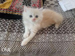 Want to sale Persian cat one month old
