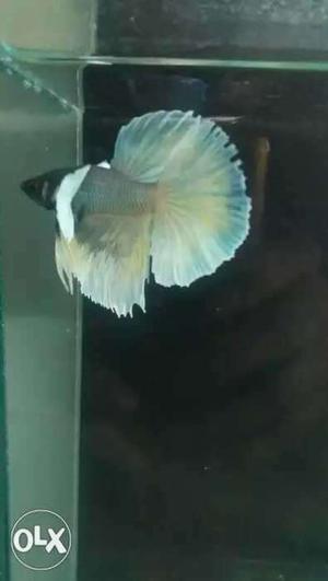 White And Gray Betta Fish