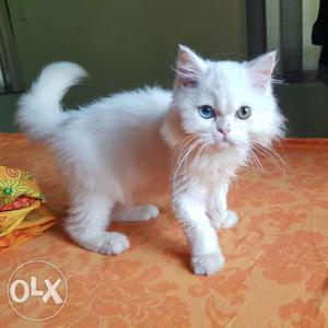 White Male Persion Doll Face Kitten - 3 months