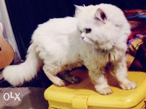 White Persian Cat