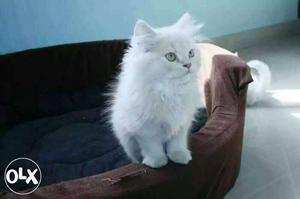 White parsion Dol face kitten